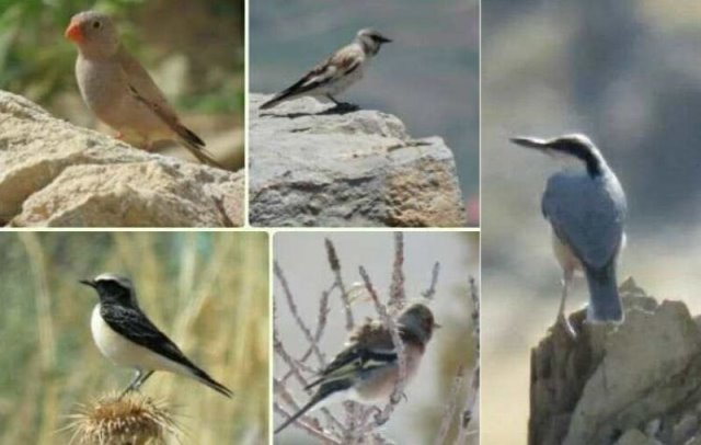 پنج گونه پرنده برای اولین بار در استان مرکزی مشاهده و ثبت شد