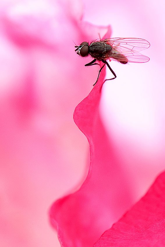 تصاویر شگفت‌انگیز از دنیای حشرات