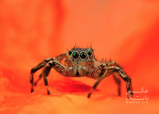عکس‌های رنگی از عنکبوت‌ها