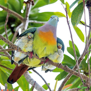 مهر مادری میان پرندگان و جوجه هایشان (2)