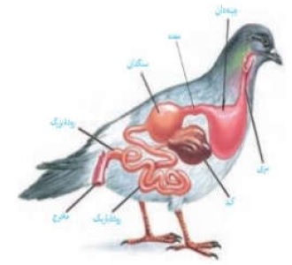 جمع‌بندی سه‌بعدی پرندگان در کتاب‌های زیست‌شناسی - اشکان زرندی