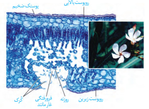 از سلول تا گیاه-زیست- نکات متن و تصاویر - ملیکا کلانتری