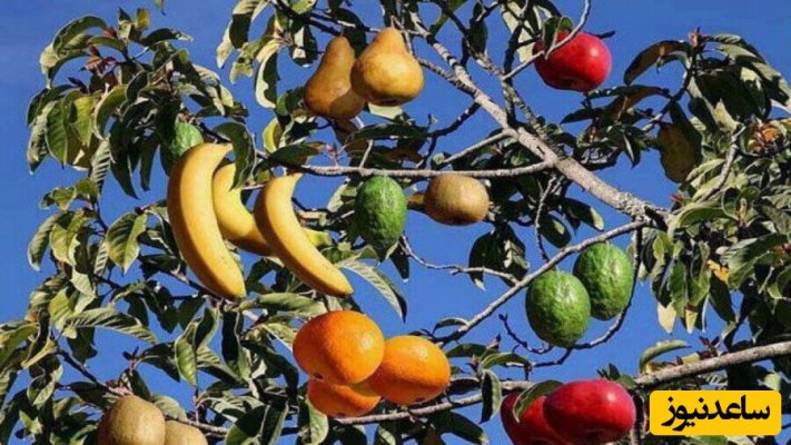 شگفت انگیزترین درخت دنیا که 40 نوع میوه میدهد