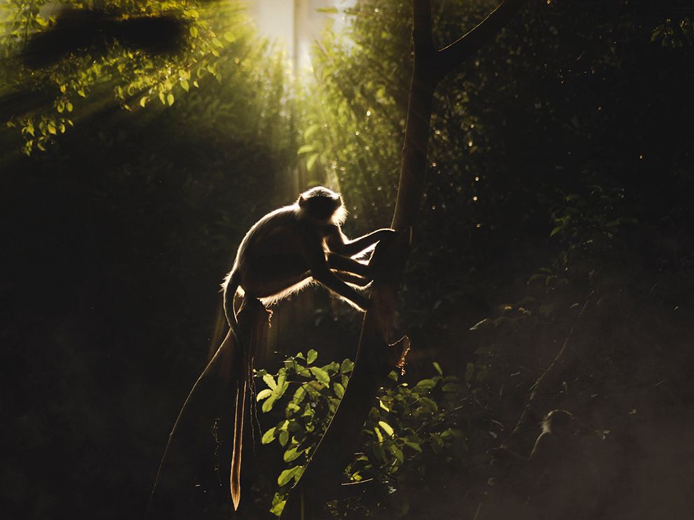 میمون‌ها در حیات وحش