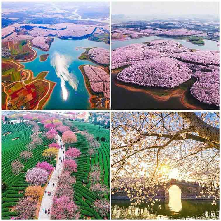 شکوفه‌های گیلاس و دیگر میوه‌ها، این منظره‌ی زیبا و صورتی را در کشور چین پدید آورده‌اند.