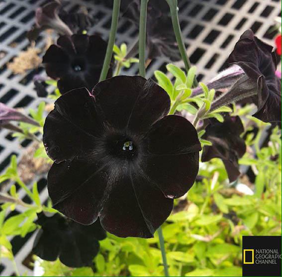 گل اطلسی سیاه 