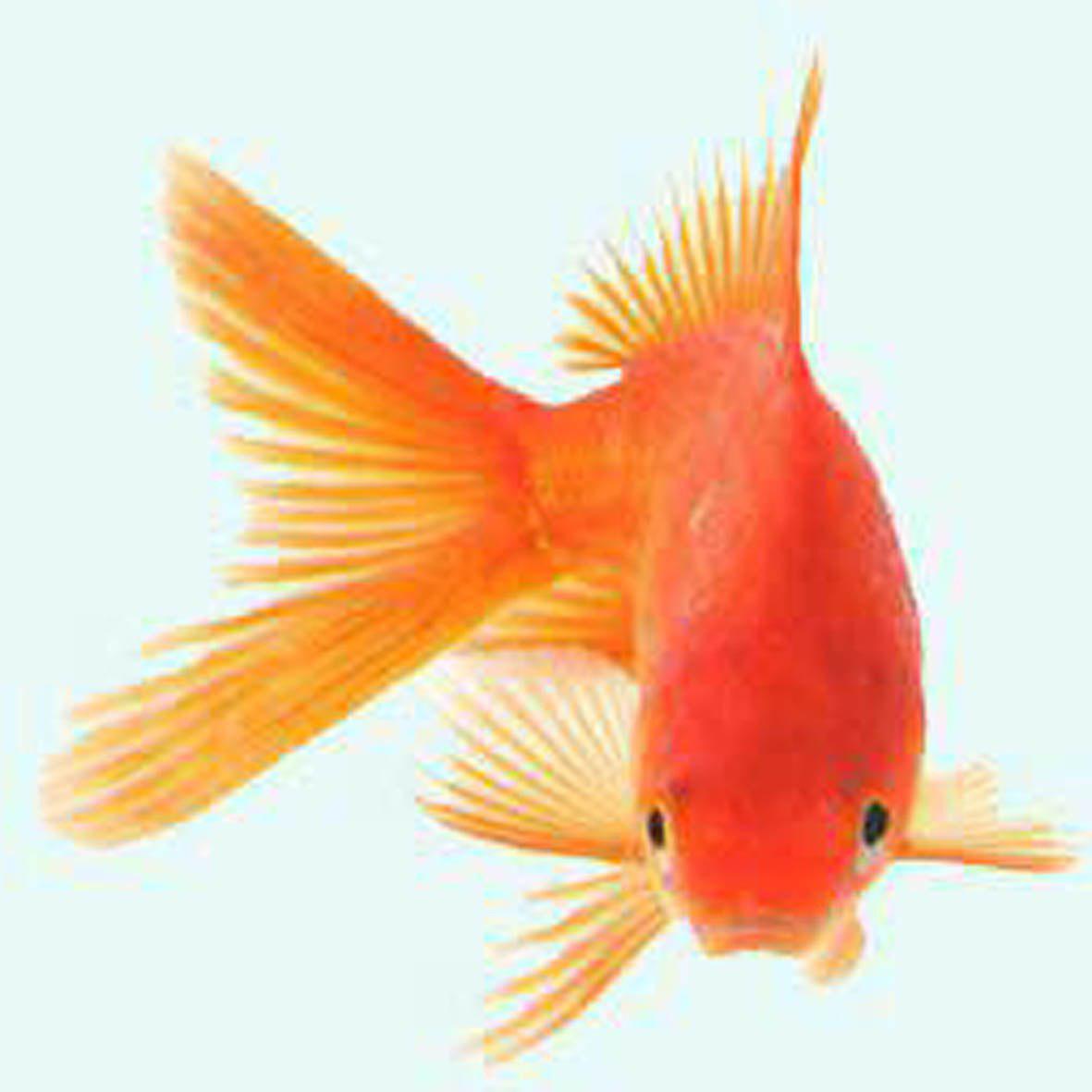 ماهی قرمز