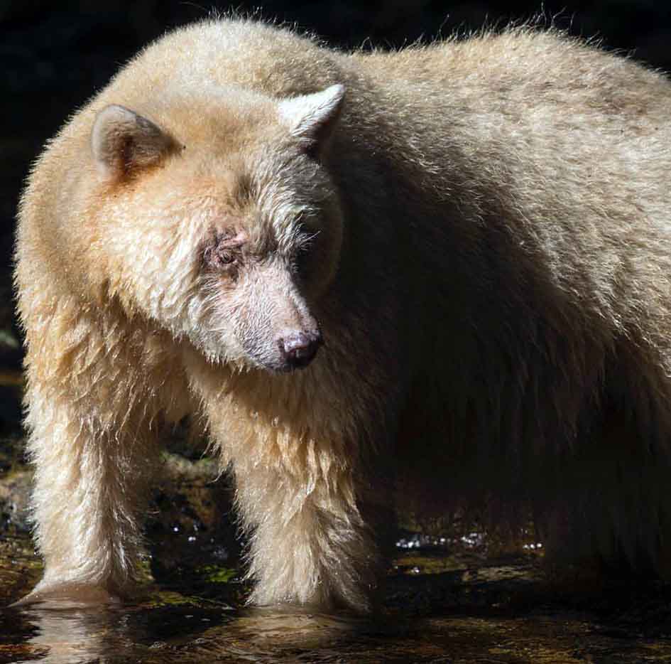 روح خرس، گونه‌ای از خرس‌ها