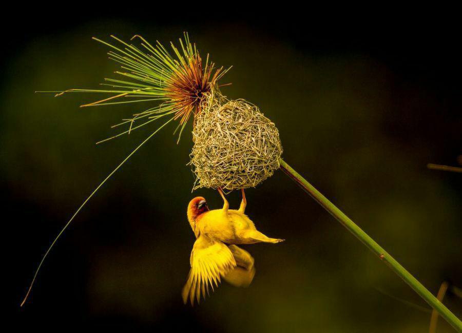پرنده‌ی جولای طلایی آفریقایی