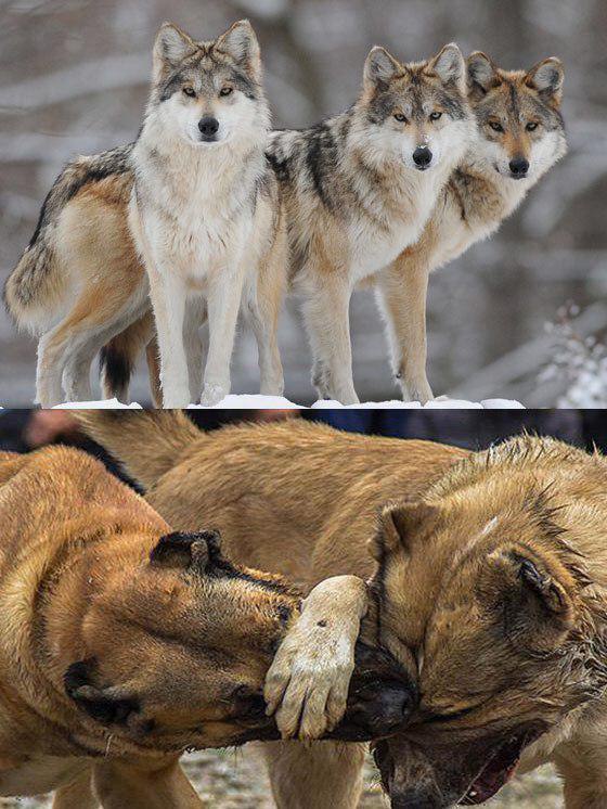 گرگ‌ها و سگ‌ها