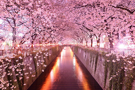  جشن شکوفه های گیلاس ژاپن